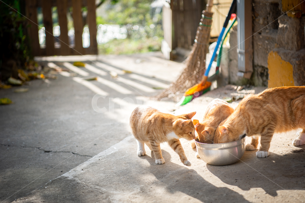 autumn,역광,고양이,냥냥이,집사,고양이밥,햇살,한가로움,시골감성,동물,animal,포유류,mammal,고양이,cat,kitten,kitty,휴식,힐링,rest,relaxation,healing