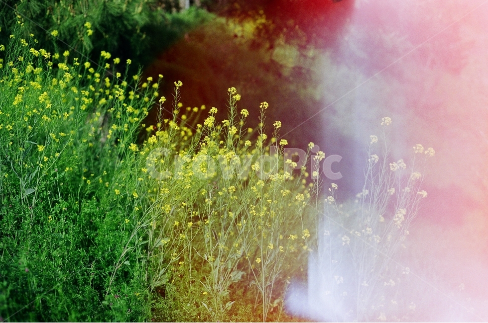 필름사진,꽃,풍경,여름,flower,식물,자연,plants,nature,꽃,flower