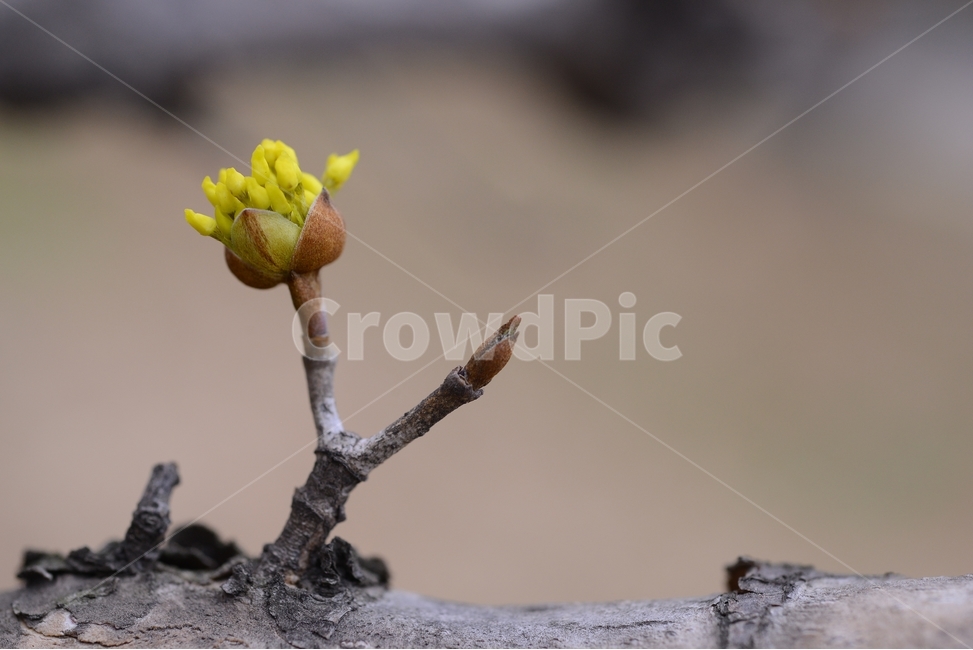 봄,꽃,자연,nature,클로즈업,closeup,spring,flower,산수유,봄,계절,spring,season,식물,자연,plants,nature,꽃,flower,plant,tree,나무