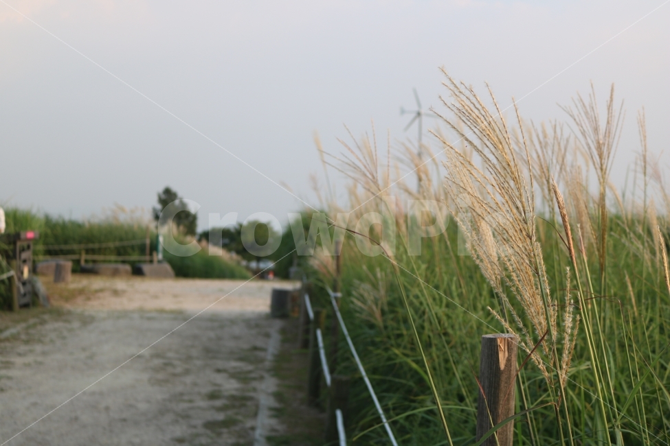 자연,억새풀,풍경,감성,힐링,식물,자연,plants,nature