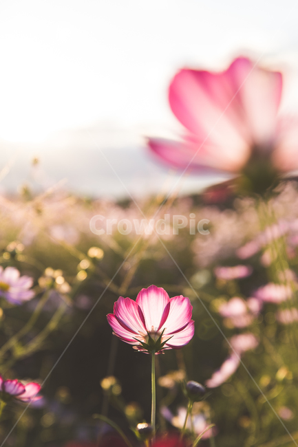 pink,pretty,fancy,warmth,nature,Cosmos,flower,beautiful,plants,sunset,light pink,season,garden,autumn,elegant