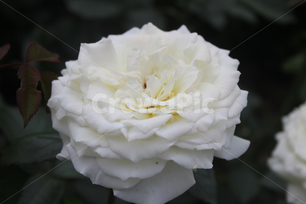 장미,꽃,flower,식물,백장미,공원꽃