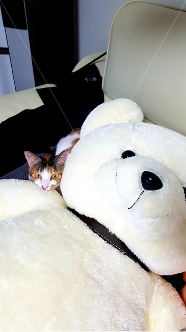 고양이,삼색이,귀여움,휴식,개냥이,애묘,반려묘,동물,animal,포유류,mammal,고양이,cat,kitten,kitty