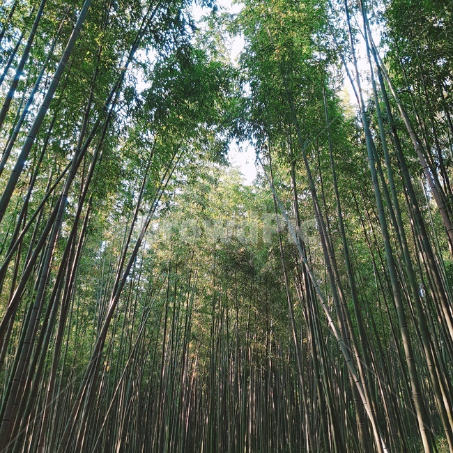 대나무,대나무숲,숲,공원,나무,bambusoideae,죽녹원,죽림원,park,기둥,나무기둥,식물,wood,forest,산,산림,공기정화,fresh,신선한,기분,산림욕,산책,식물,자연,plants,nature,나무,trees,wood