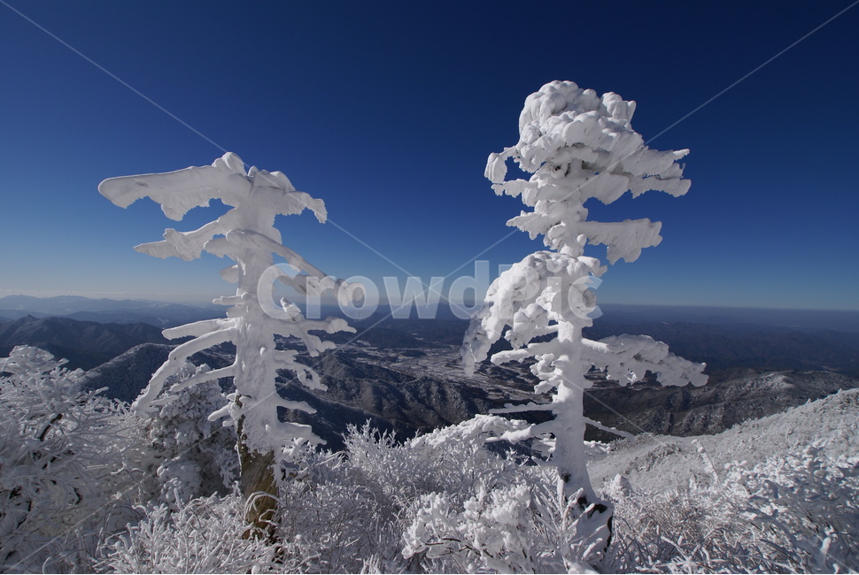 덕유산,설경,무주,상고대,주목,겨울,계절,winter,season,자연,풍경,nature,landscape,outdoors,옥외,cross,가로 질러 가다,symbol,상징,snow,눈