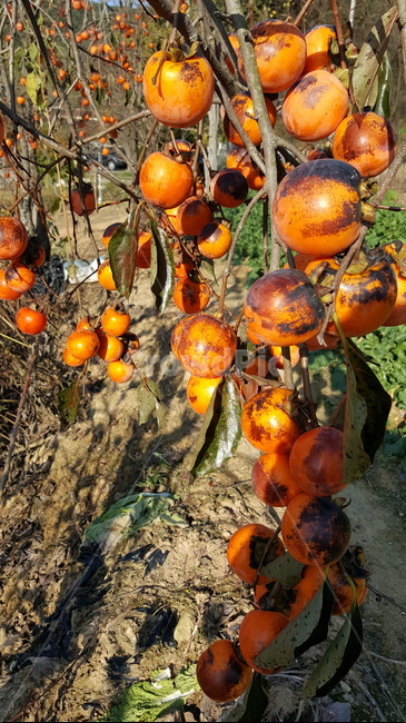 가을,감,자연,나무,시골,식물,자연,plants,nature,과일,열매,fruit