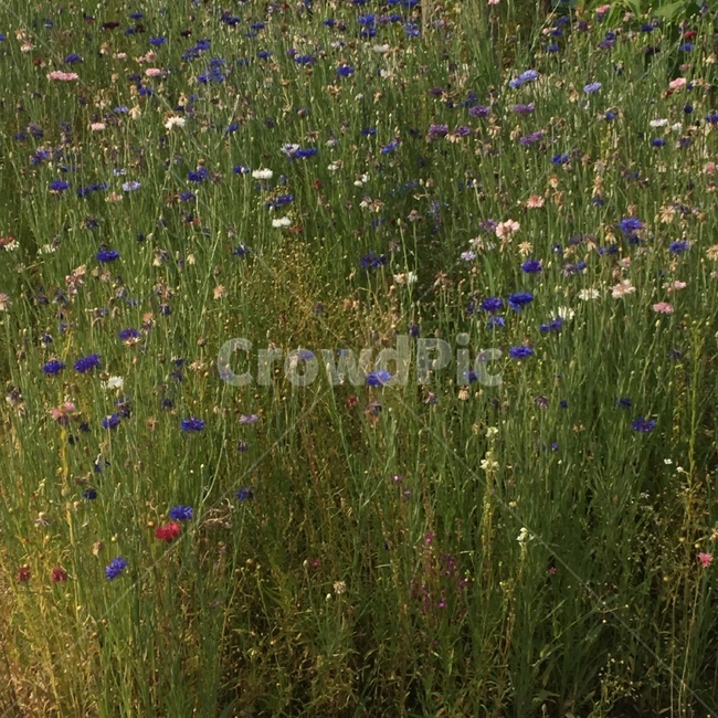 꽃,풀,봄,들꽃,알록달록,풍경,자연