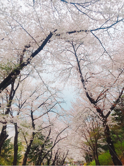 남산,남산길,벚꽃,벚꽃놀이,벚꽃길,봄,계절,spring,season,자연,풍경,nature,landscape,식물,plants,나무,trees,wood,plant,tree,tree trunk,나무 줄기