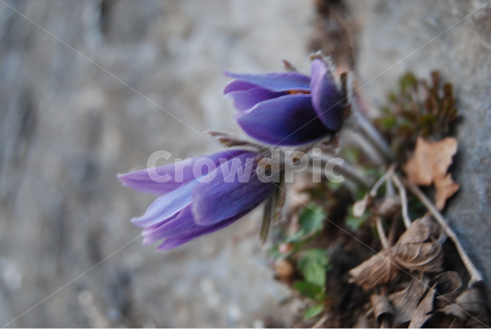 동강,봄,휴양림,자연,보랏빛,봄,계절,spring,season,식물,자연,plants,nature,꽃,flower,plant,blossom