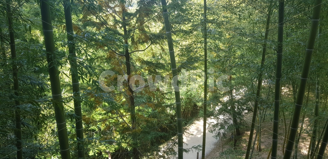 대나무,길,수폭,시원,여름,힐링,공기,초록,산책,자연,풍경,nature,landscape,plant,식물