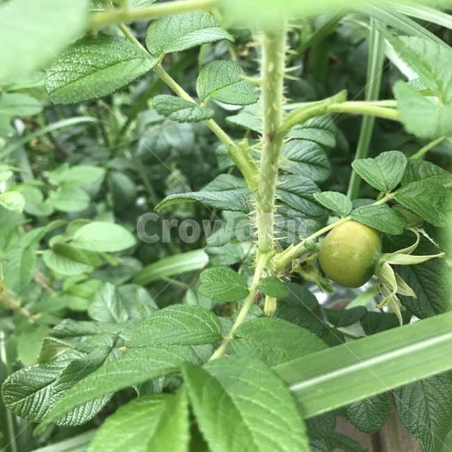 해당나무,해당화,필두화,열매,JapaneseRose,Turkestan,둥근열매,나무,Tree,식물,식용,약재,Flower,음식,식재료,요리,food,cook,meal,dishes,food reserves,과일,열매,fruit