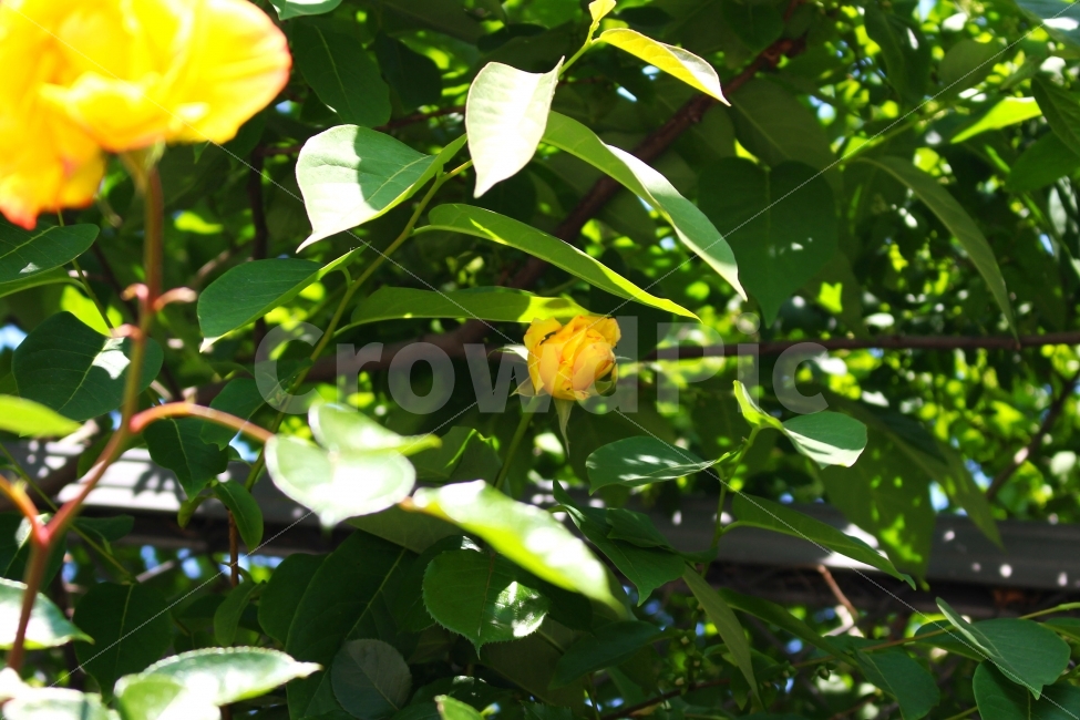 장미,노란장미,색감,봄,로즈,감성사진,flower,rose,flowers,spring,yellow,color,풍경사진,ROSE,FLOWER,꽃,식물,자연,plants,nature,꽃,flower