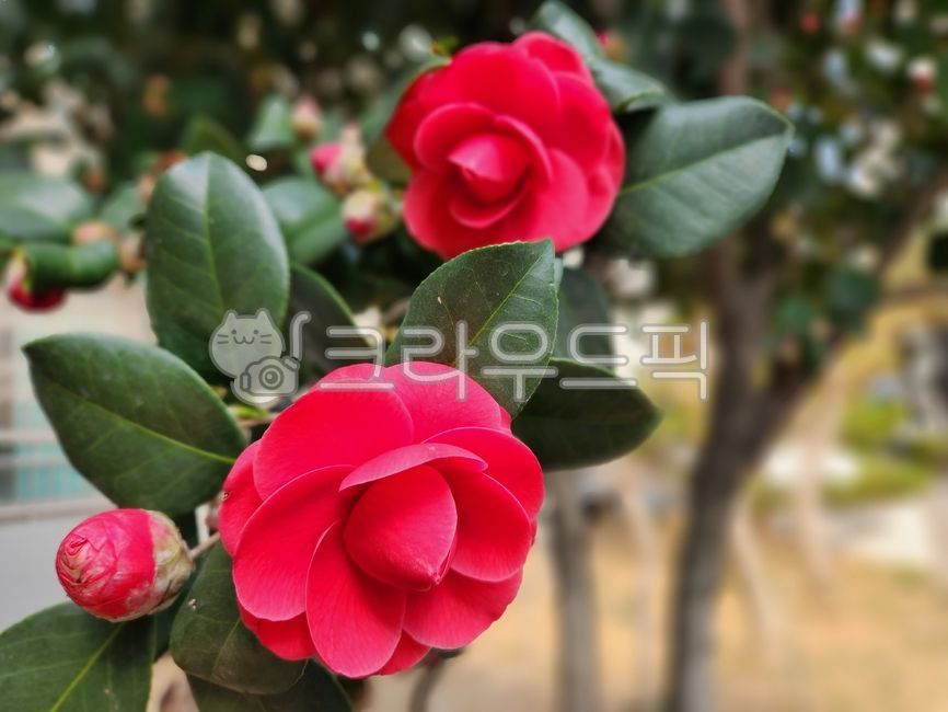 꽃,장미,꽃잎,동백꽃,flower,rose,petal