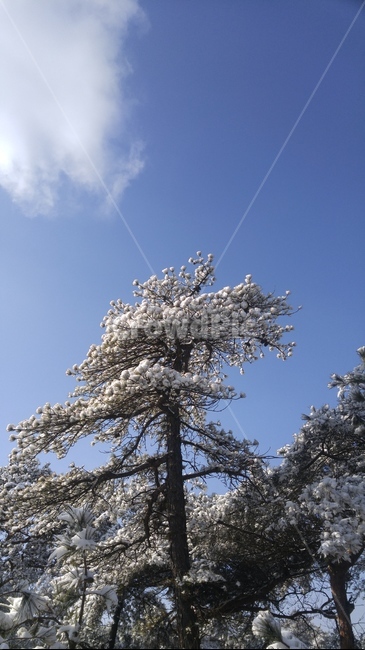 북한산,설경,눈꽃,나무,식물,겨울,계절,winter,season