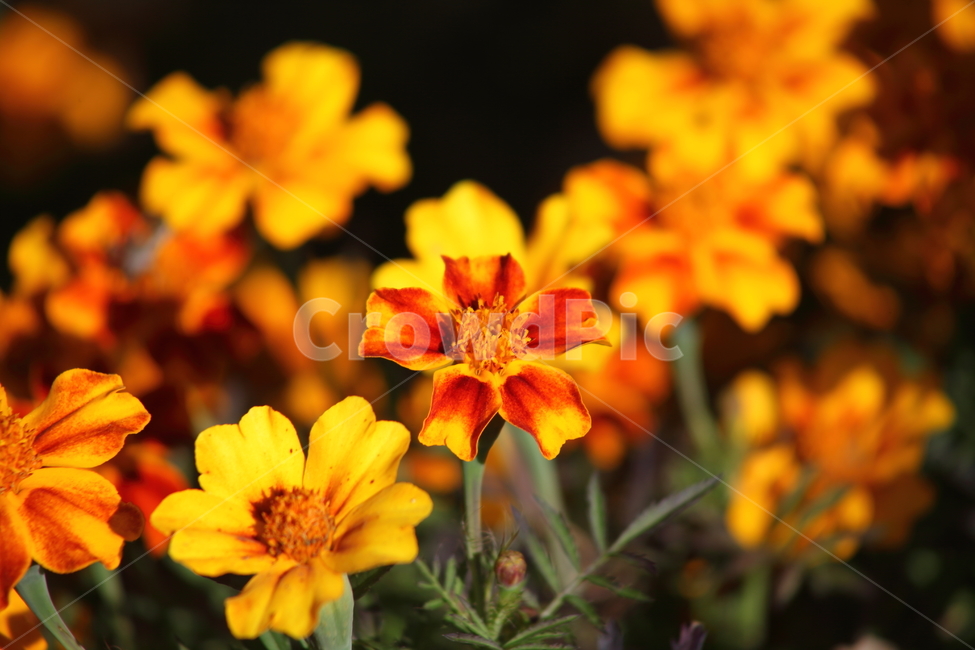 메리골드,꽃,식물,marigold,국화과,만수국,식물,자연,plants,nature,꽃,flower