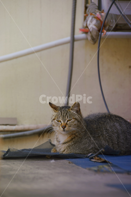 고양이,길고양이,나른함,낮잠,감성사진,동물,animal,포유류,mammal,고양이,cat,kitten,kitty