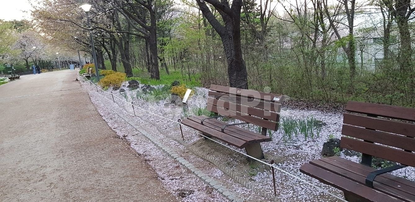 bench,벤치,벚꽃,산책길,의자,휴식,봄
