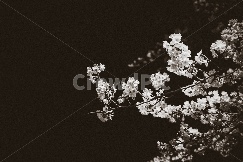 꽃,flower,plant,blossom,벚꽃,흑백,감성,식물,자연,plants,nature,꽃,flower