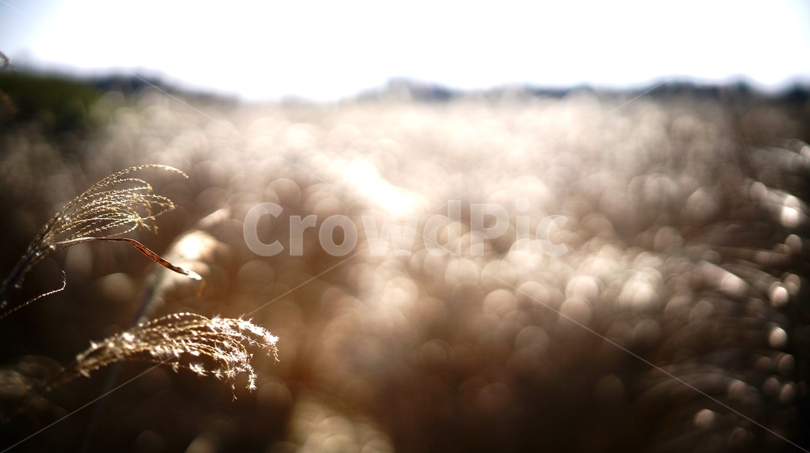 억새,식물,자연,nature,plant