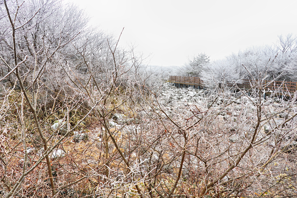 제주도,한라산,1100고지,한라산1100고지,설경,눈꽃,눈,snow,자연,nature,옥외,outdoors