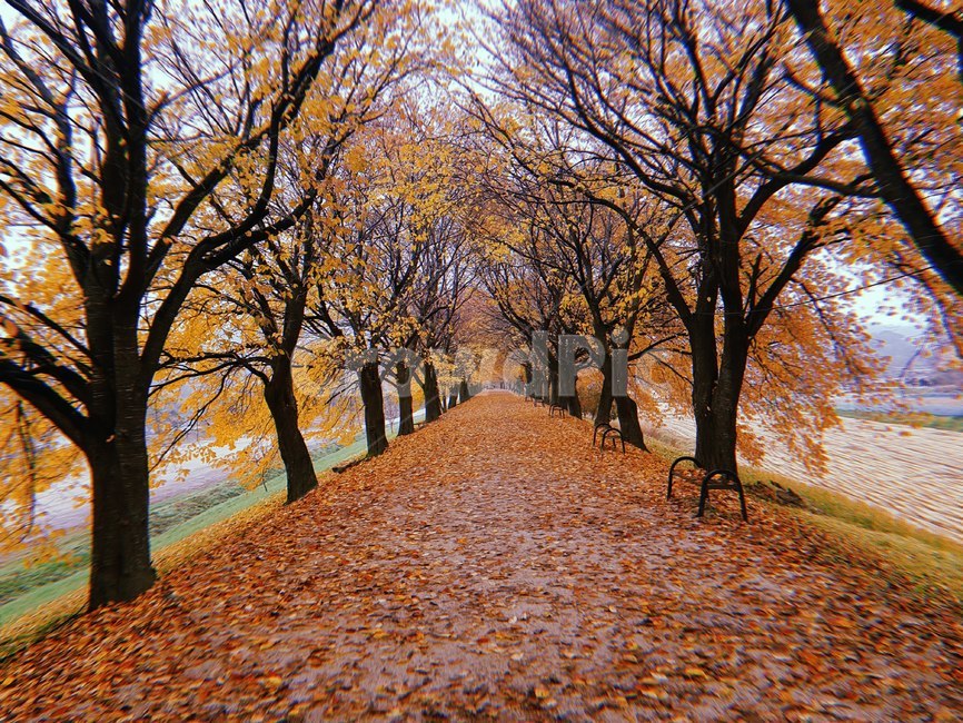 식물,tree,나무,단풍,계절,가을,season,가을,계절,fall,autumn,season,식물,자연,plants,nature,나무,trees,wood