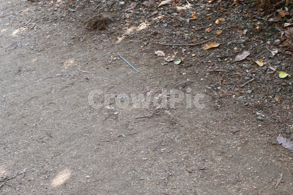 산책,모래,산길,자연,숲길,풍경,자연,풍경,nature,landscape,ground,바닥,dirt road,흙길,road,도로,gravel,자갈