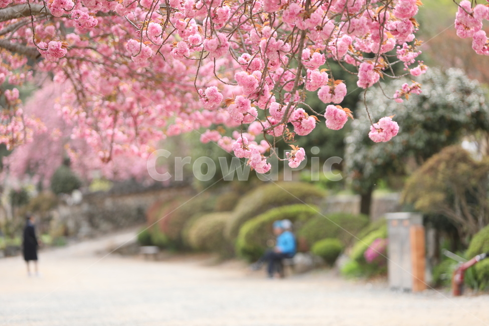 순천,선암사,만첩왕벚,겹벗꽃,벗꽃,사찰,봄,꽃,봄,계절,spring,season,식물,자연,plants,nature,꽃,flower,plant