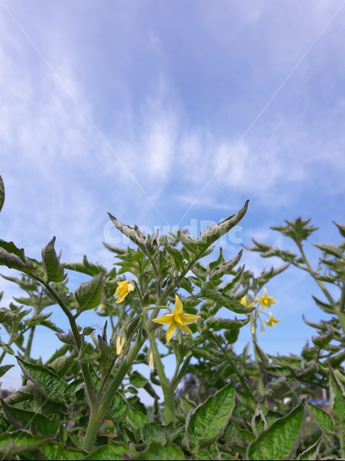 방울토마토꽃,cherrytomato,flower,채소,토마토,식물,plant,식물,자연,plants,nature