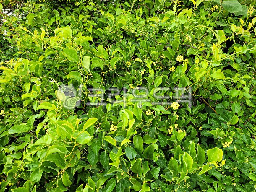 망개나무, 망개나무열매, 열매, plant, 식물, 사진,이미지,일러스트,캘리그라피 - phototo73작가