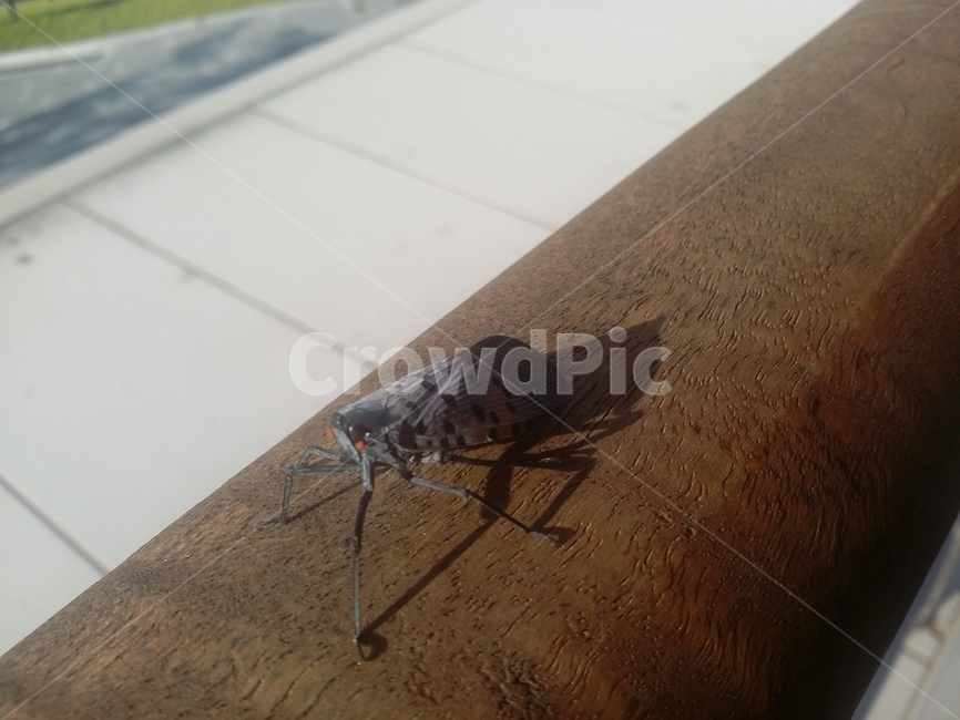 동물,곤충,animal,insect,중국매미,곤충,벌레,insect,bug
