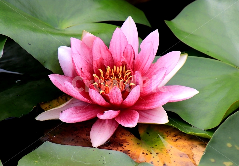 식물,꽃,여름,연꽃,수련,식물,자연,plants,nature,꽃,flower