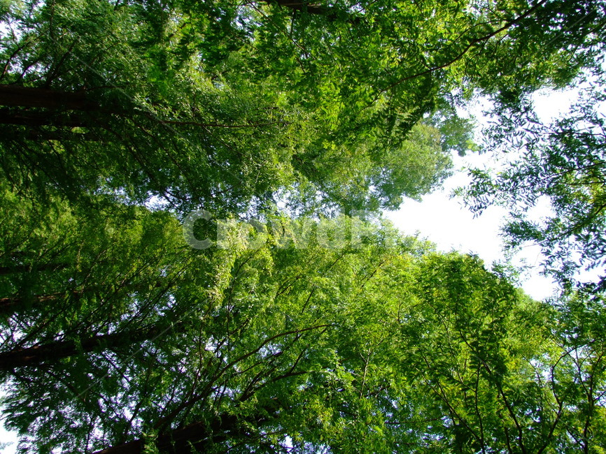 숲,나무,여름,푸른가지,숲속하늘,자연,풍경,nature,landscape,vegetation,초목,plant,식물,tree,forest,land,땅,outdoors,옥외,woodland,삼림지