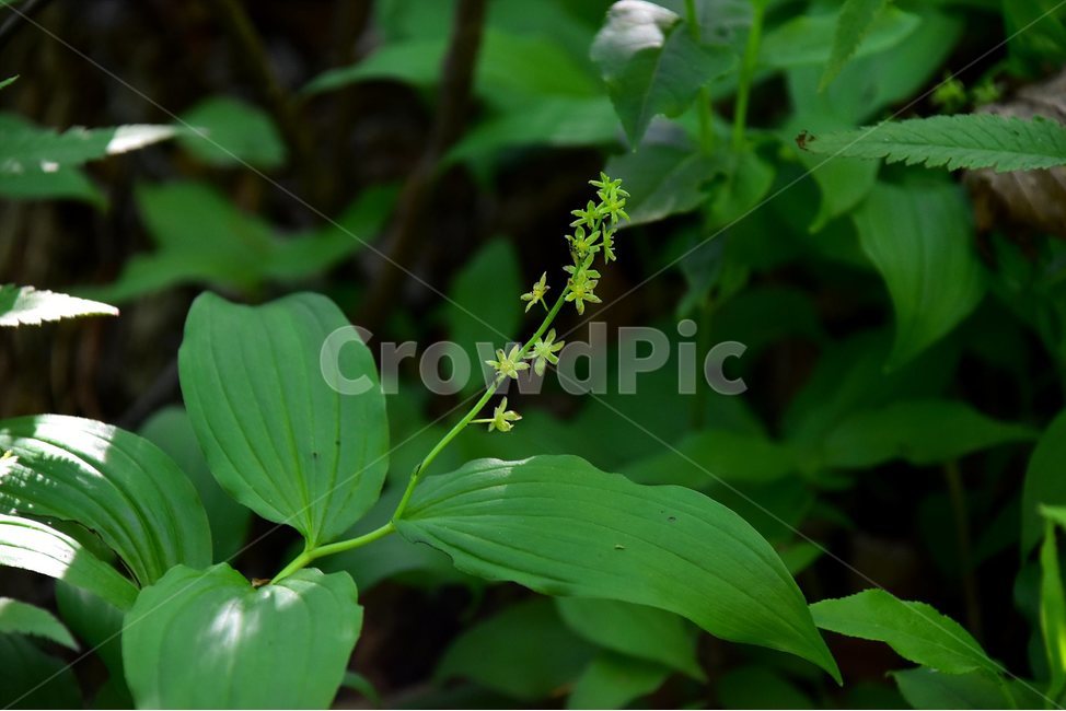 자주솜대,야생화,꽃,식물,자연,생태,플라워,flower,plants,nature,식물,자연,plants,nature,꽃,flower