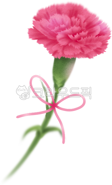 카네이션,어버이날,스승의날,감사,꽃,꽃그림,감사의꽃,가정의달,리본