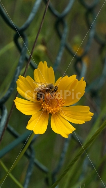 금계국,꽃,플라워,자연,식물,flower,nature,철조망,벌,곤충,insect,bee,honey,꽃사진,접사,macro,풍경,landscape,plants,식물,자연,plants,nature,동물,animal,곤충,벌레,insect,bug,꽃,flower