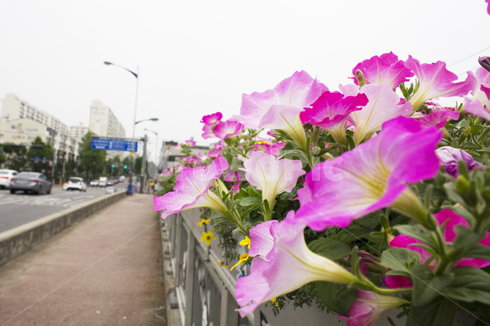 plant,식물,transportation,교통,차량,vehicle,자동차,automobile,car,차,flower,blossom,꽃,제라늄,geranium,휴식,아름다움,분홍꽃