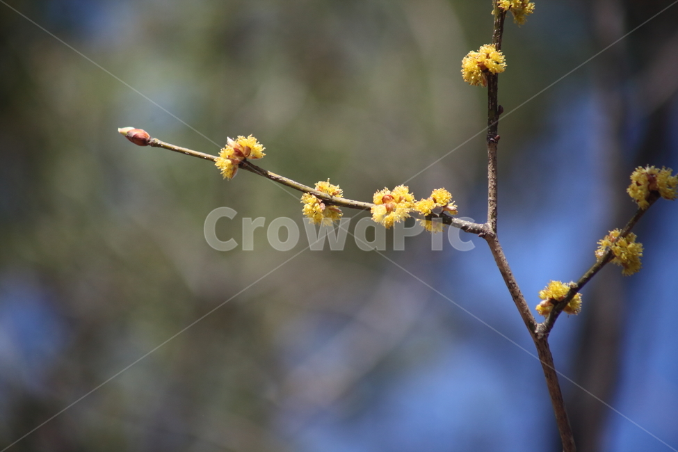 꽃,생강나무,식물,봄,japanesespicebush,봄,계절,spring,season,식물,자연,plants,nature,꽃,flower,plant