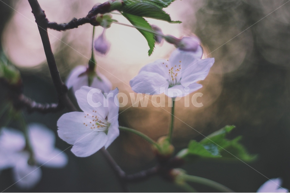 봄,벚꽃,꽃,cherryblossom,flower,자연,spring,tree,season,plants,nature,sensible,감성,계절,나무,식물,식물,자연,plants,nature,꽃,flower,감성,sensible,feeling
