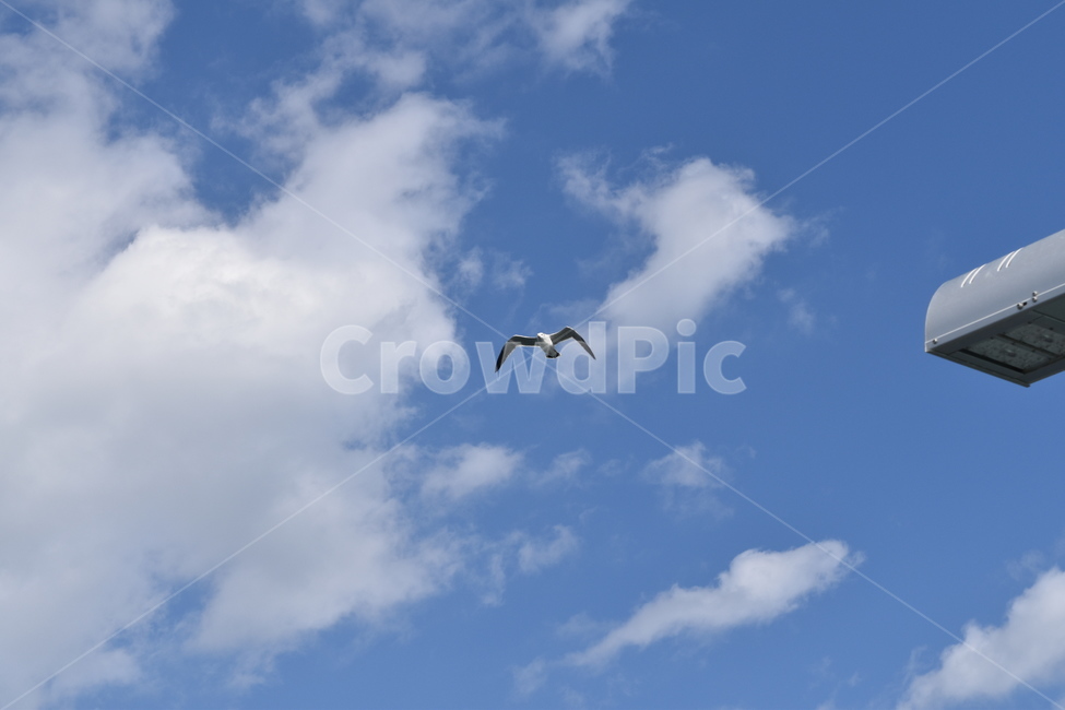울산,슬도,하늘,구름,갈매기,sky,bird,seagull,fly,cloud,날씨,비행,동물,animal,조류,새,birds