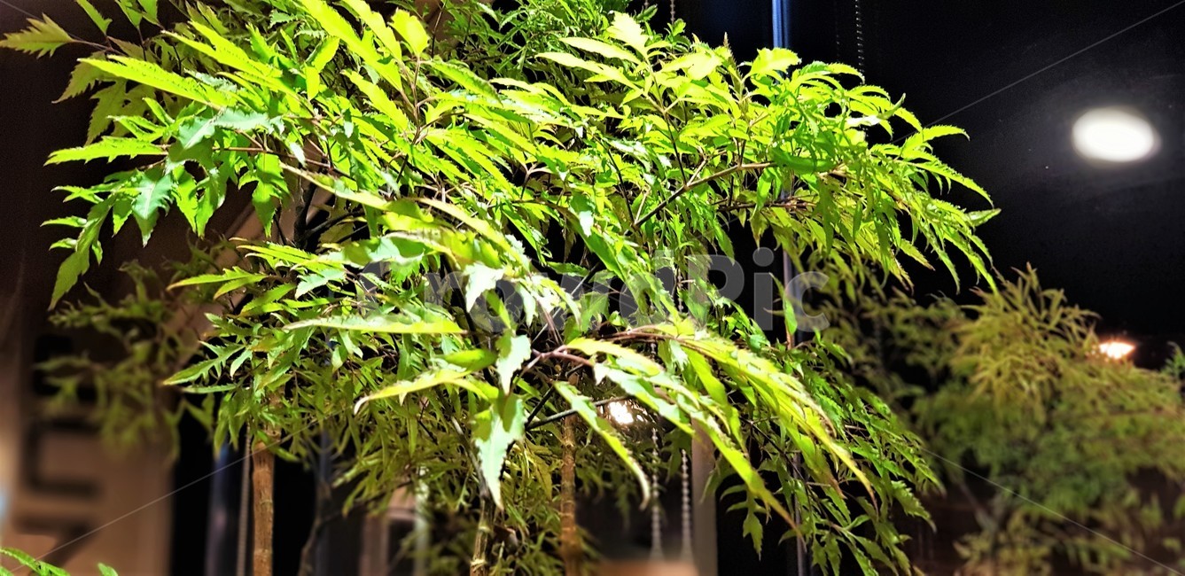 자연,식물,나무,빛,초록,어둠,불빛,nature,green,식물,자연,plants,nature