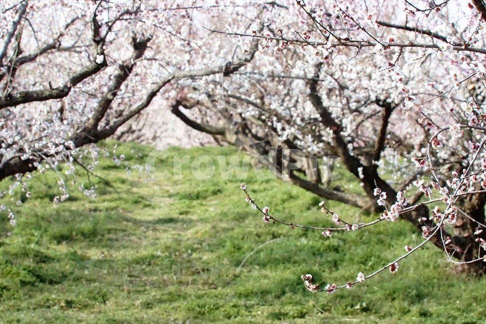 봄,매화,식물,자연,해남,매실농원,계절,초록,분홍,흰색,flower,spring,season,nature,나무,trees,화사함,아름다움,매실,매화꽃,pink,white,green,봄,계절,spring,season,식물,자연,plants,nature,꽃,flower,plant,blossom