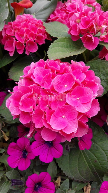 꽃,flower,붉은꽃,red,hotpink,식물,plant,제라늄,geranium,blossom