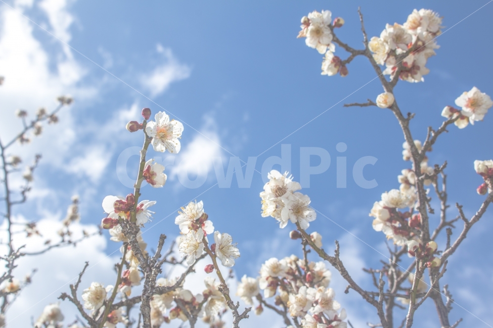 봄,꽃,파랑,푸른,구름,식물,자연,plants,nature,감성,sensible,feeling,봄,계절,spring,season,꽃,flower,plant