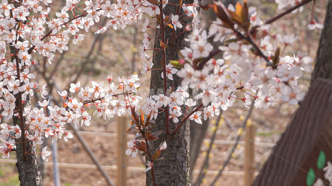 식물,plant,flower,꽃,자두꽃,봄꽃