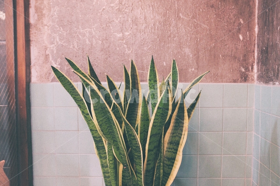 감성사진,식물,선인장,다육이,분위기,장식,소품,필름,카페,emotion,plant,atmosphere,decoration,film,cafe,식물,자연,plants,nature