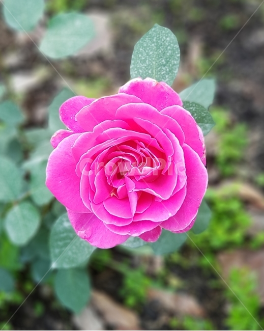 꽃,장미,식물,flower,자연,식물,자연,plants,nature,꽃,flower