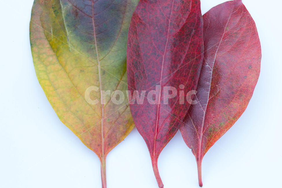 노랑,주황색,잎,계절별,계절,노화,갈색,시즌,배경,단풍,가을,낙엽,plant,식물,leaf,가을,계절,fall,autumn,season