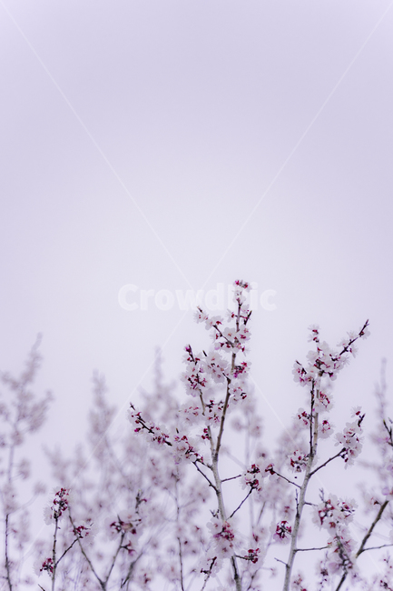 벚꽃,봄,꽃,따듯한,분홍,식물,flower,plant,blossom,spring