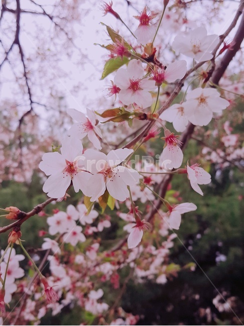 꽃,벚꽃,배경,계절,봄,봄,계절,spring,season,식물,자연,plants,nature,꽃,flower,plant,blossom,cherry blossom