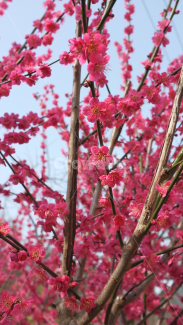 홍매화,매화,꽃,plant,식물,매실나무,blossom,flower